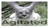 A shaky shot of an angry flying American Goshawk coming straight at the viewer. A strip of bottom text reads: agitated.